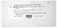 Epichloe typhina image